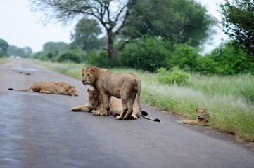 Male Lion in the wilderness of Africa