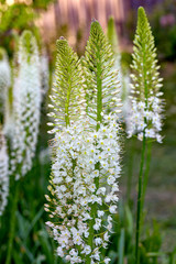 Eremurus himalaicus flowers in the garden
