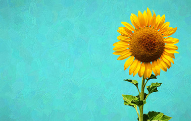 Beautiful picture of blooming sunflower put on a turquoise oil paint background.