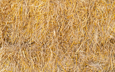close up view of dry straw background, wallpaper