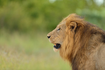 Male Lion in the wilderness of Africa