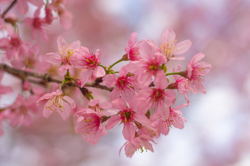 Fototapeta na wymiar Close-Up pink Prunus cerasoides with a pink background