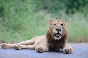 Male Lion in the wilderness of Africa