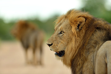 Male Lion in the wilderness of Africa