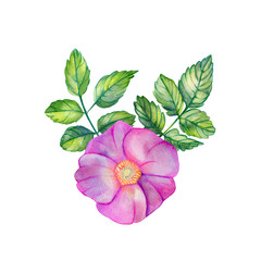 Watercolor bouquet with rose hips.