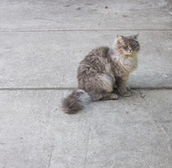  Gray cat sits on the pavement