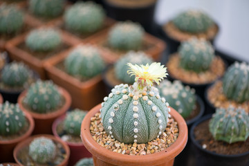 Astrophytum asterias cactus and flower in pot