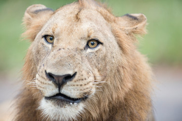 Male Lion in the wilderness of Africa