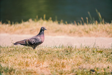 bird in the grass