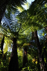 Redwood Forest Neuseeland