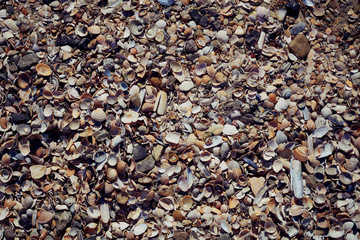 mussels and clams on the beach