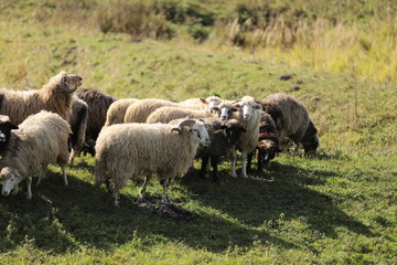 Obraz premium a flock of sheep grazing on green grass in the field