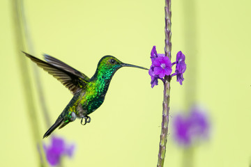 A Blue-chinned Sapphire hummingbird feeding on a purple Vervain flower with other flowers blurred...