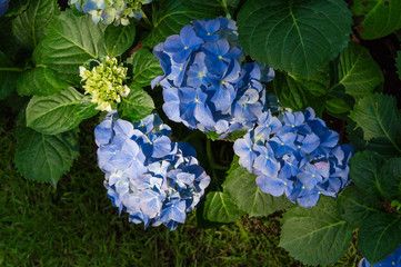 Hydrangea blue bloom beautifully in the garden. © Rutsada