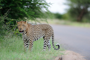 Leopard in the wilderness of Africa