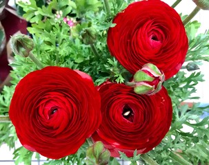 Celebrating Saint Valentine's Day, romantic blossom background flowers, little things for people who love each other and should be happy, red roses. Spring, Awakening Of Nature