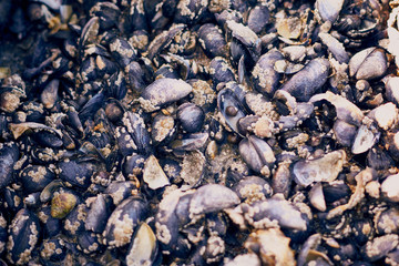 mussels and clams on the beach