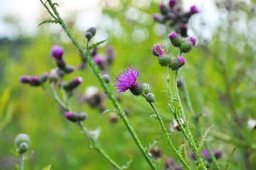 In the meadow among herbs blooms thistle (Carduus) .