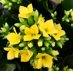 Obraz premium Celebrating Saint Valentine's Day, romantic blossom background flowers, little things for people who love each other and should be happy, yellow flowers. Spring, Awakening Of Nature
