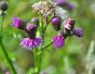 Fototapeta premium In the meadow among herbs blooms thistle (Carduus) .