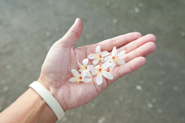 Hand holding white beautiful tung flower in tung flower season