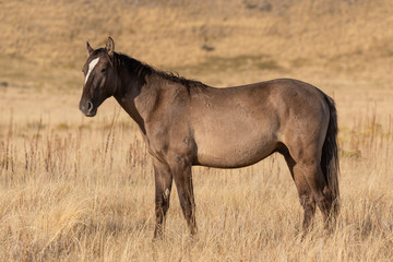 Obraz na płótnie Canvas Wild Horse in Autumn in the Utah Desert