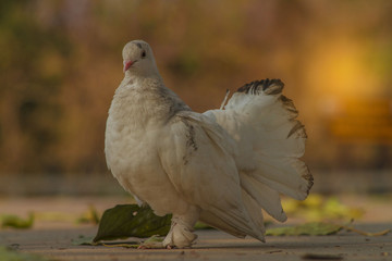 dove on white background
