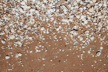 Seashells and sand