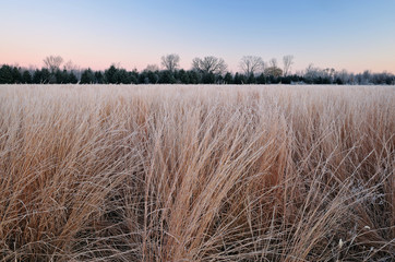 Winter, frosted tall grass prairie at sunrise, Fort Custer State Park, Michigan, USA
