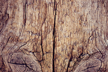  tree branches, wood texture