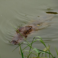 Accra in Ghana - ACC