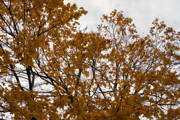 Orange autumn tree tops infront of a blue sky.