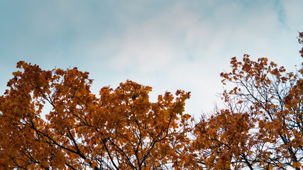 Orange autumn tree tops infront of a blue sky.