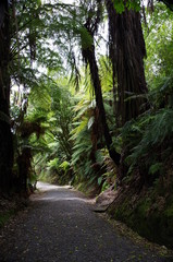 Fototapeta na wymiar Redwood Forest Neuseeland