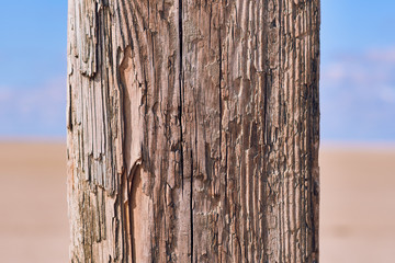  tree branches, wood texture