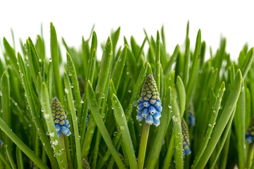 Fototapeta premium Muscari