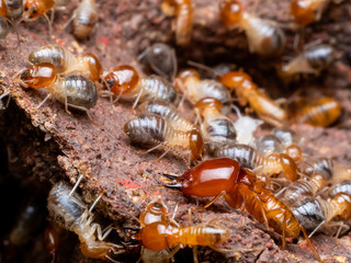 Termites are social creatures that damage people 's wooden houses because they eat wood