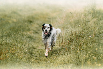 english setter joyfully runs along the summer field