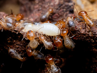 Termites are social creatures that damage people 's wooden houses because they eat wood