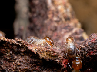 Termites are social creatures that damage people 's wooden houses because they eat wood