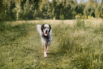 english setter joyfully runs along the summer field