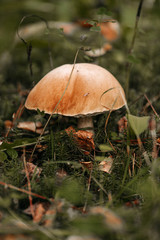 boletus mushroom in autumn in the forest