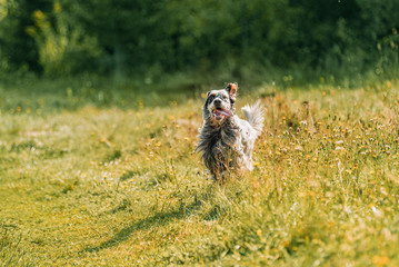 english setter joyfully runs along the summer field