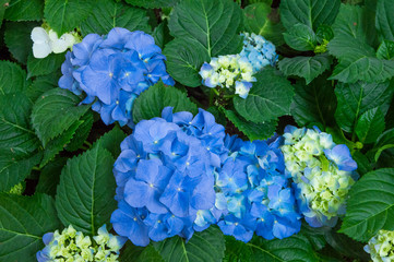 Hydrangea blue bloom beautifully in the garden. © Rutsada