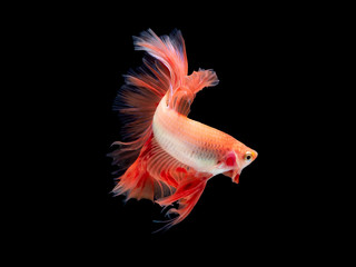 Obraz premium Action and movement of Thai fighting fish on a black background