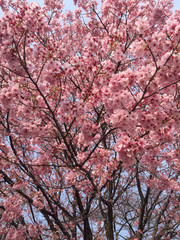 Sakura