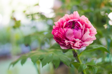 Pink peony blossoming background with green leaves