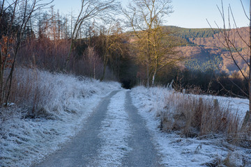Icy forest road towards sunny hills