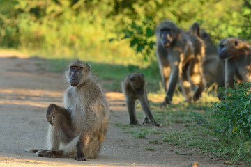 Baboon in the wilderness of Africa