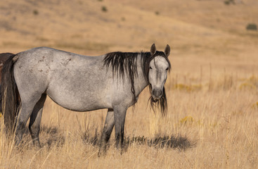Wild Horse in Autumn in the Utah Desert